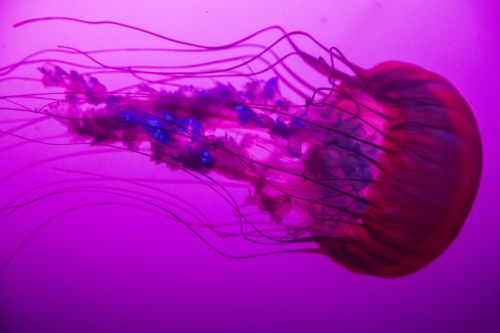 Jellyfish