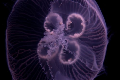 Jellyfish