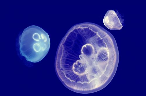 Jellyfish