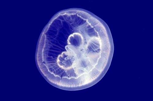 Jellyfish