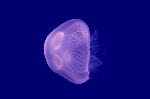 Jellyfish