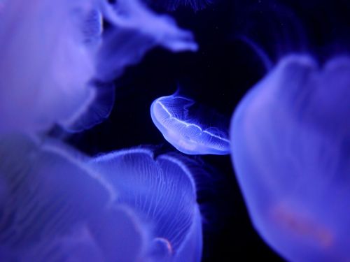 jellyfish aquarium underwater