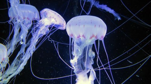 jellyfish sea animals aquarium