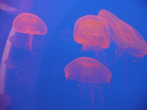 jellyfish medusa water