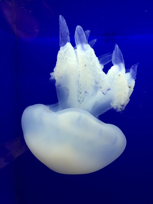 jellyfish sea sea ​​animals