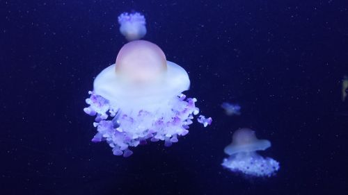 jellyfish sea mollusk