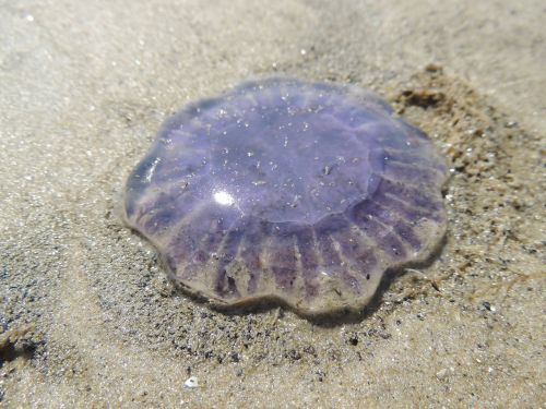 jellyfish violet sand