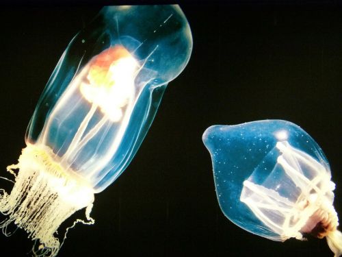 jellyfish luminous underwater