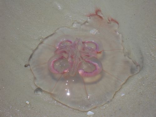 jellyfish moon jellyfish animal