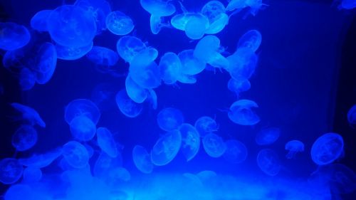 jellyfish blue sea blue light