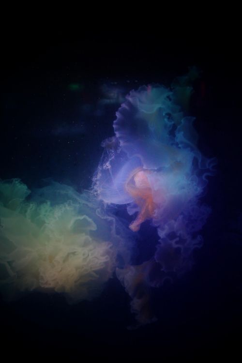 jellyfish nature world