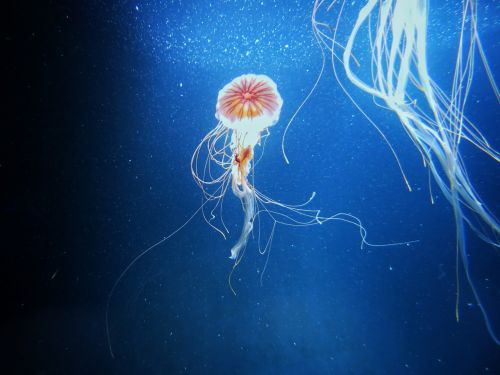 jellyfish water sea