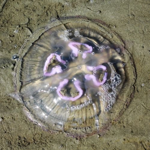 jellyfish north sea beach