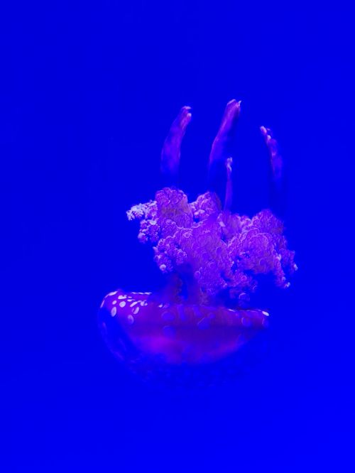 jellyfish aquarium medusa