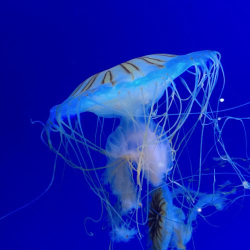 jellyfish sea ocean
