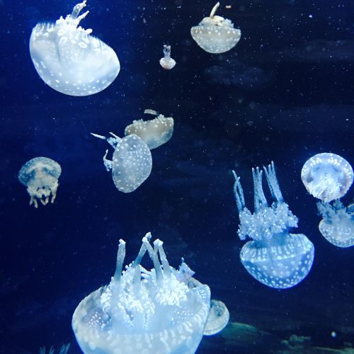 jellyfish wobbling aquarium