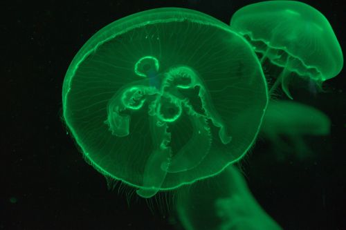 jellyfish animal aquarium