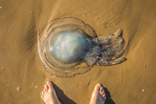 jellyfish beach ocean