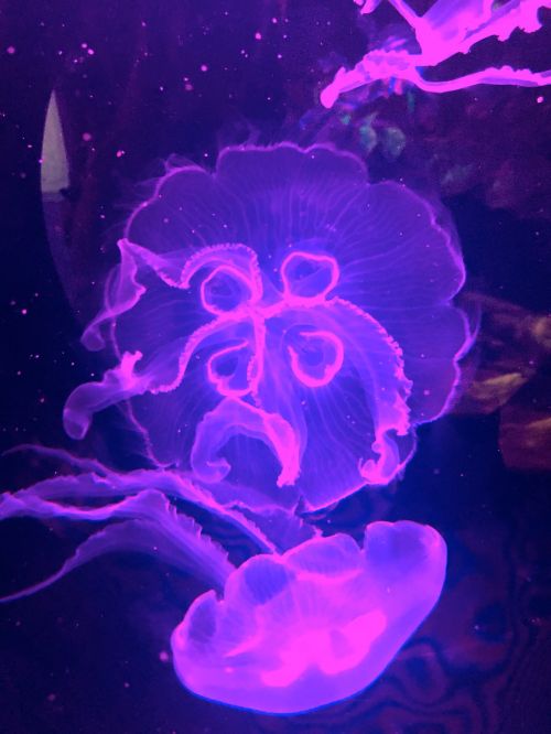 jellyfish underwater transparent