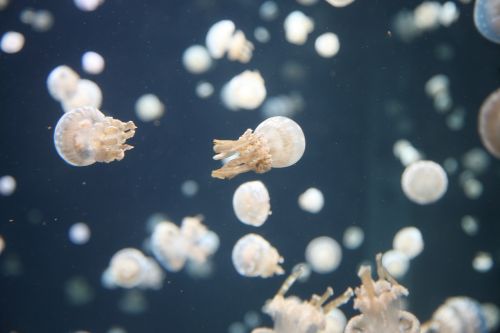 jellyfish jelly underwater