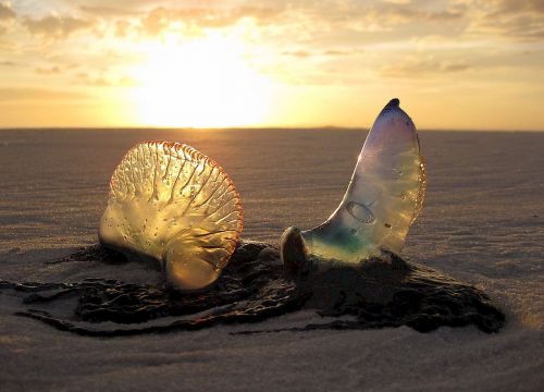 jellyfish beach sunset