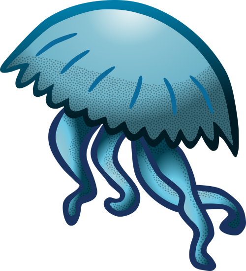 jellyfish sea animal