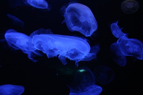 jellyfish underwater sea