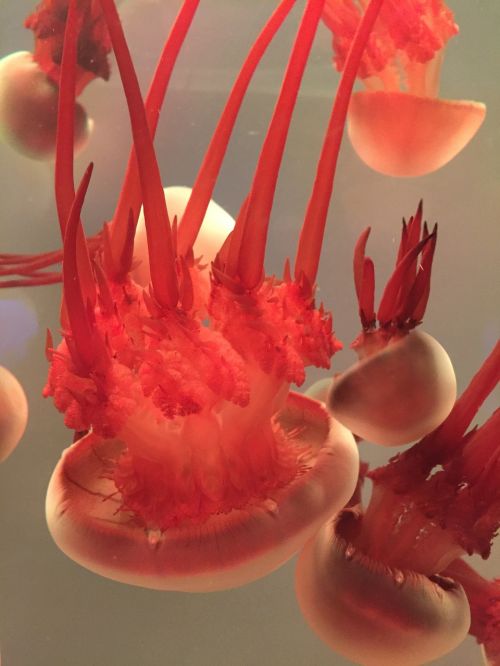 jellyfish aquarium close-up