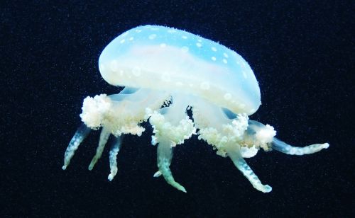 jellyfish sea marine life