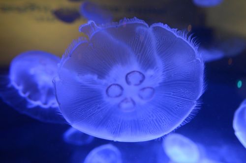 jellyfish fish ocean