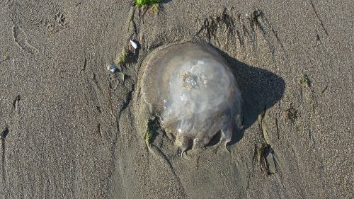 jellyfish sea beach