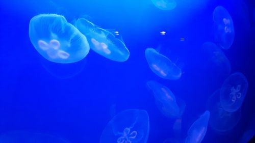 jellyfish nature aquarium