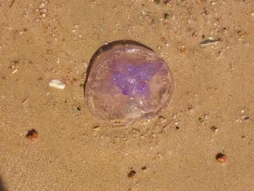 jellyfish marine life beach