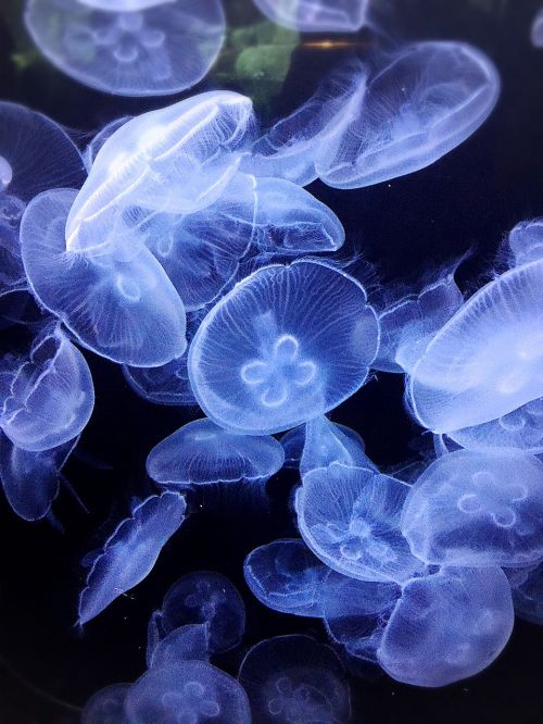 jellyfish mystery beauty
