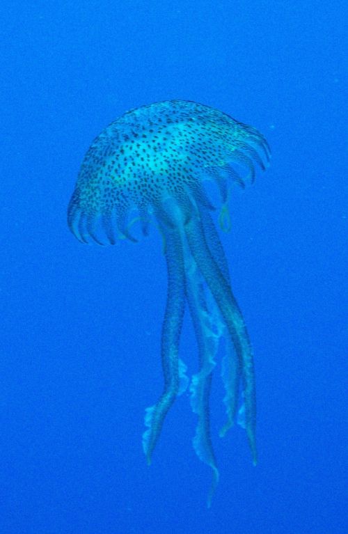 jellyfish malta mediterranean