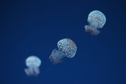 jellyfish aquarium underwater