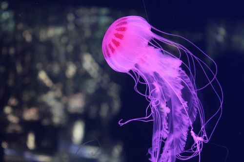 jellyfish sea water