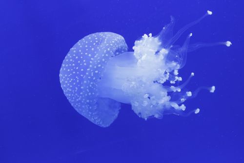 jellyfish ocean sea