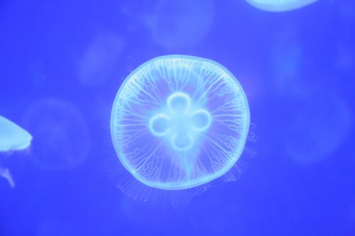 jellyfish small animals marine
