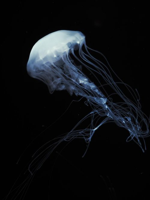 jellyfish jelly fish jelly