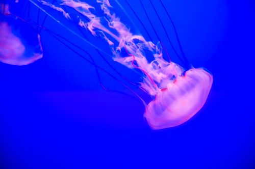 jellyfish macro closeup