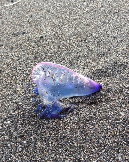 jellyfish beach toxic
