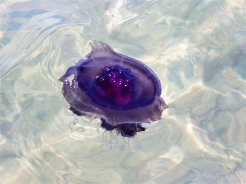 jellyfish filoletowy drift