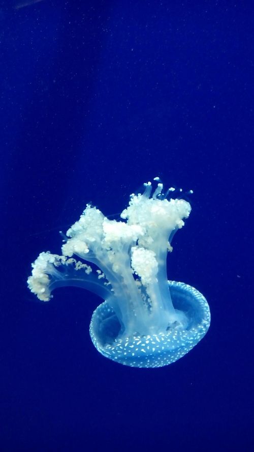 jellyfish aquarium sting
