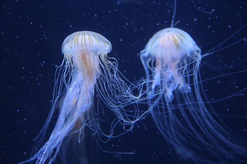 jellyfish berlin zoo germany