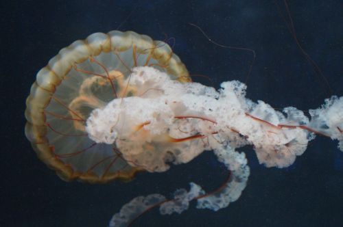 jellyfish mollusk fluorescent