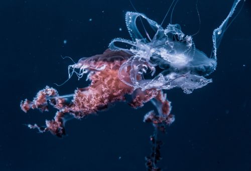 jellyfish aquatic animal