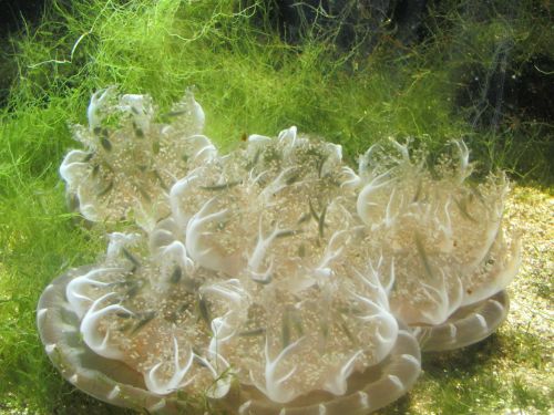 jellyfish aquarium underwater world