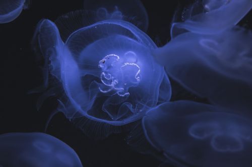jellyfish underwater deep