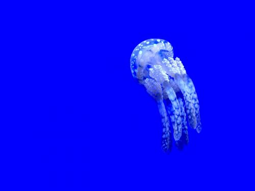 jellyfish aquatic animal